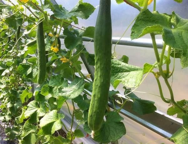تصویر 5 از قیمت خرید خیار سبز گلخانه ای + فروش ویژه